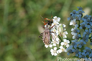 Rhinocoris erythropus